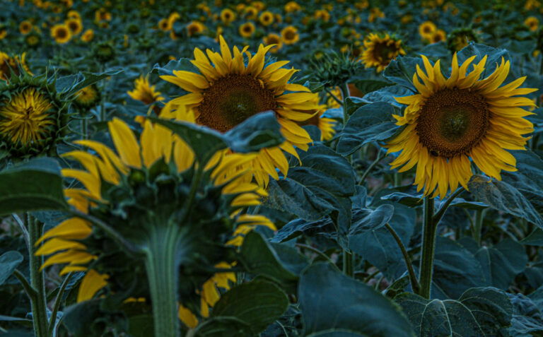 Tournesol à Sermaise (91)