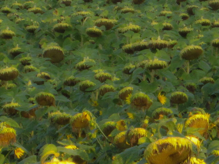 Tournesols