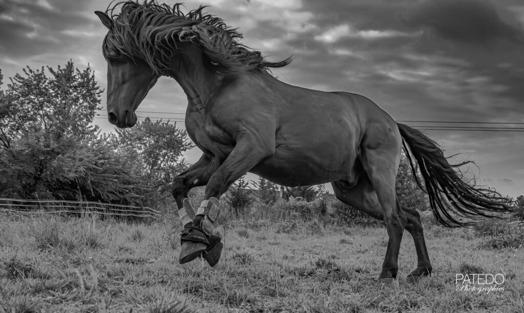 cheval, Montiño, Pre, 09/2016