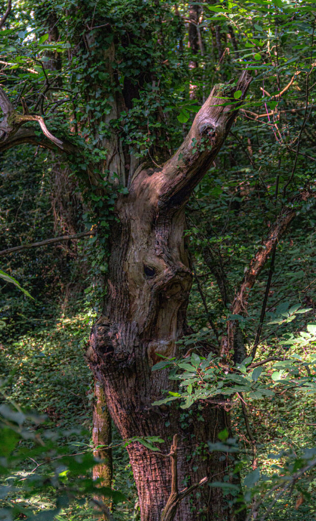 L'arbre chèvre